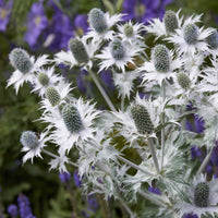 Eryngium giganteum - Panicaut géant - Plantes vivaces