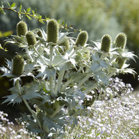 Panicaut géant - Bakker