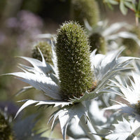 Plantes vivaces - Panicaut géant - Eryngium giganteum