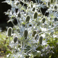 Panicaut géant - Eryngium giganteum - Bakker