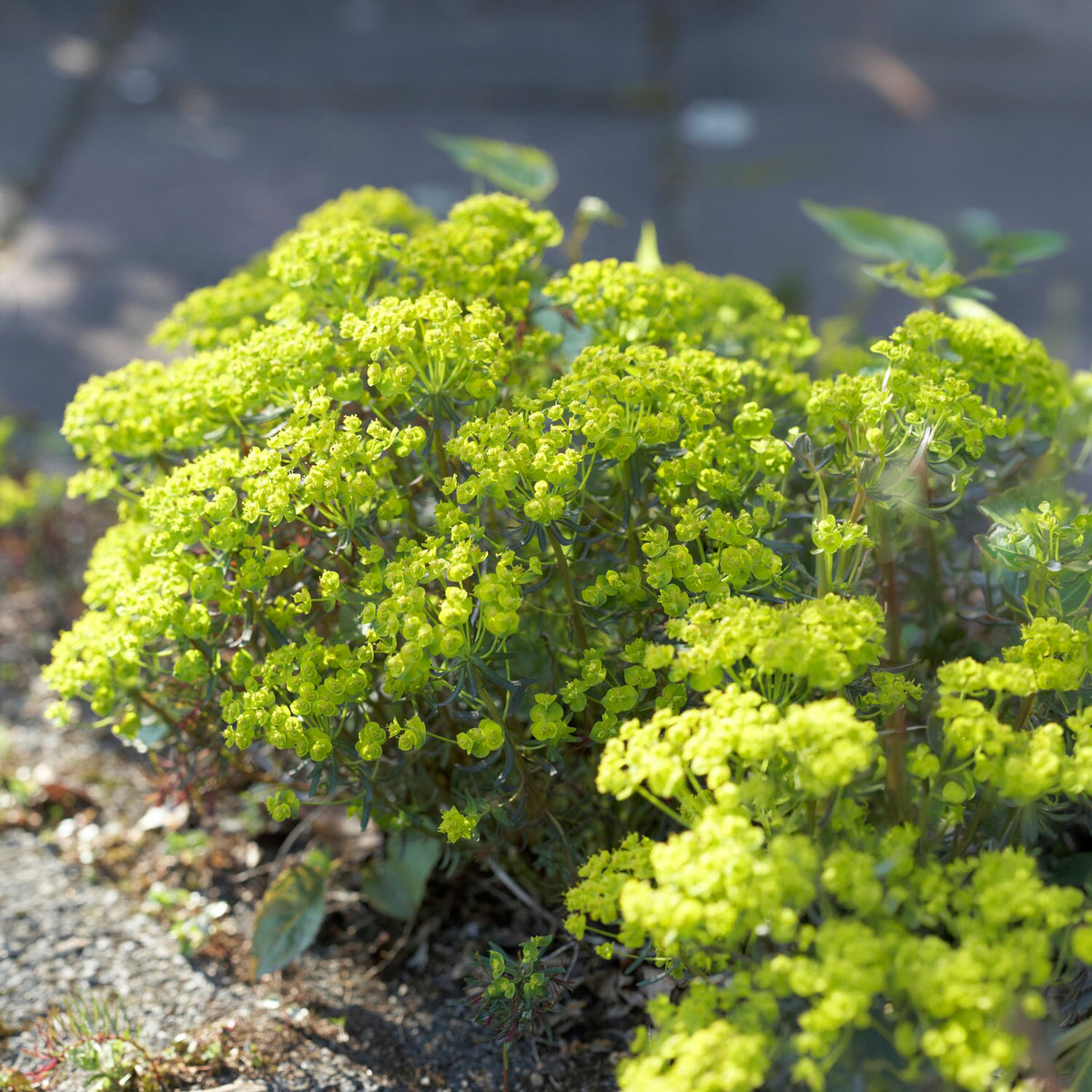 Euphorbe - Euphorbe petit-cyprès Clarice Howard - Euphorbia cyparissias clarice howard