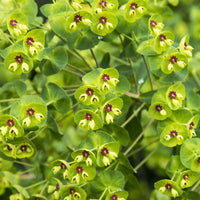 Euphorbe de Martin - Euphorbia martinii - Bakker