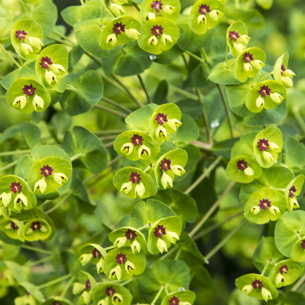 Euphorbe de Martin - Euphorbia martinii - Bakker