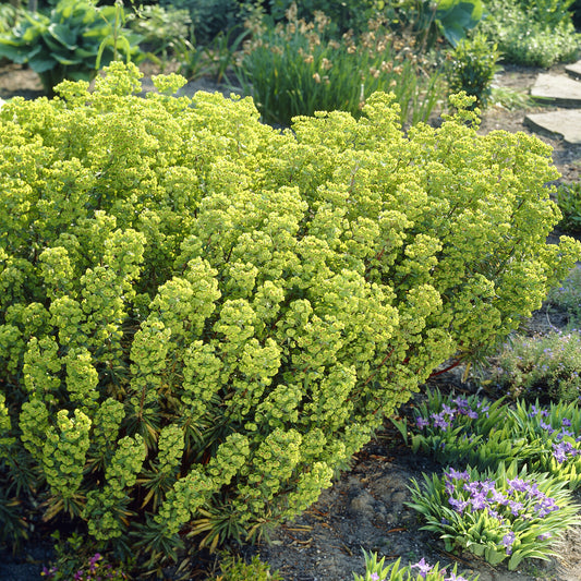 Euphorbe de Martin - Bakker