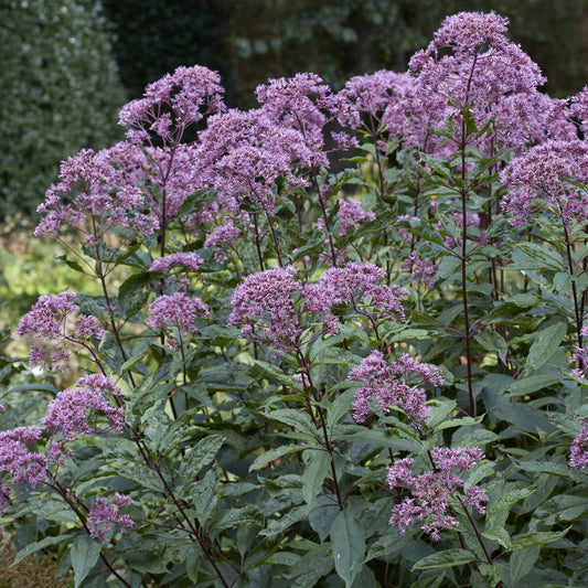 Eupatoire maculée Phantom - Bakker
