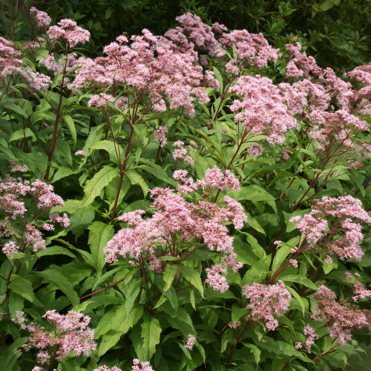 Eupatoire pourpre - Bakker