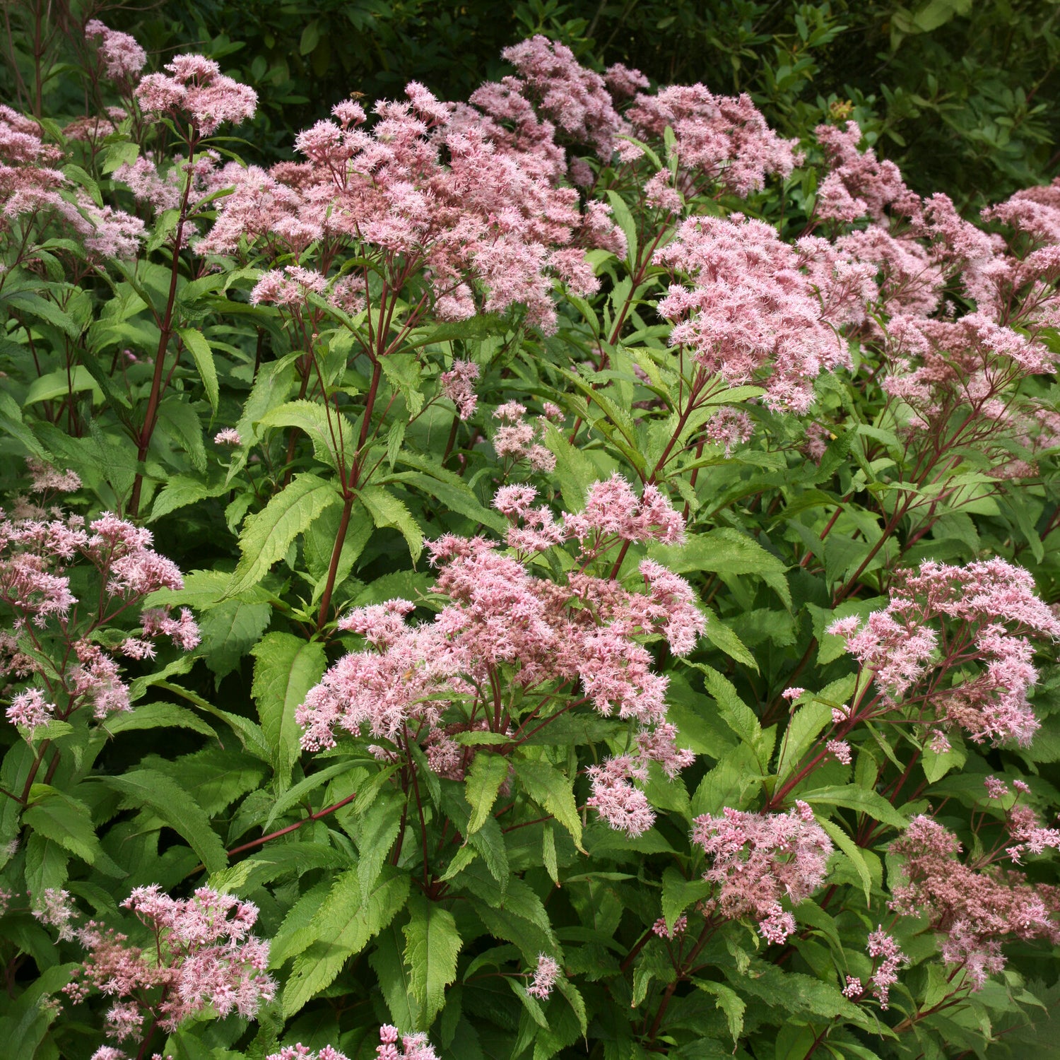 Eupatoire pourpre - Bakker