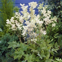 Filipendula ulmaria Plena - Reine des près Plena - Plantes vivaces