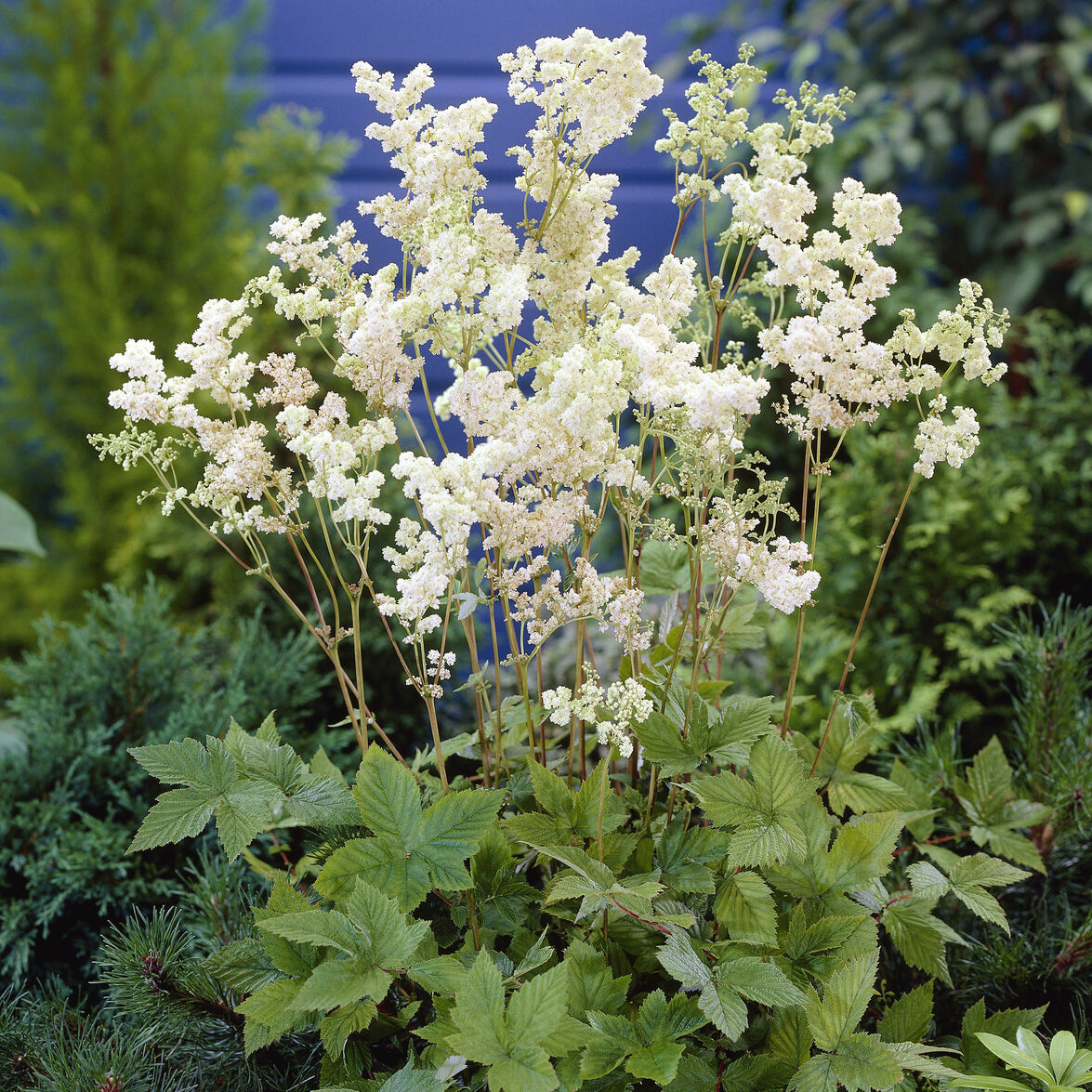 Filipendula ulmaria Plena - Reine des près Plena - Plantes vivaces