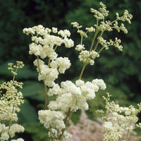 Plantes vivaces - Reine des près Plena - Filipendula ulmaria Plena