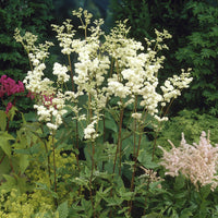 Reine des près Plena - Filipendula ulmaria Plena - Bakker
