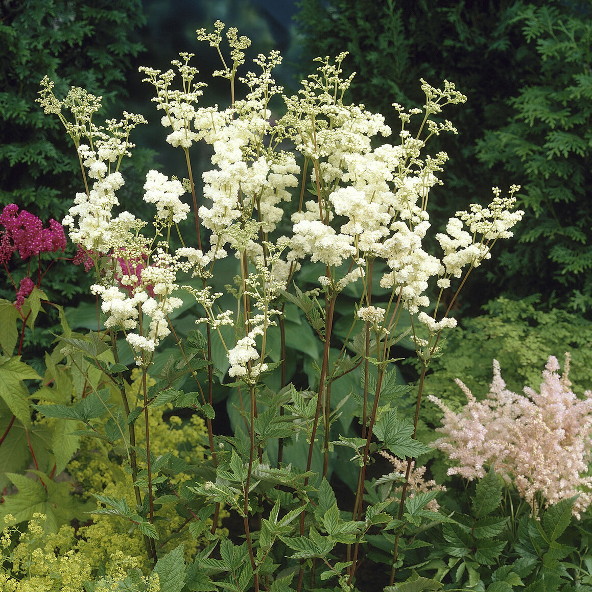 Reine des près Plena - Filipendula ulmaria Plena - Bakker