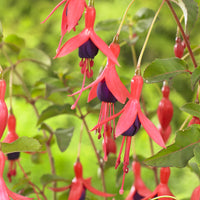 Fuchsia Mrs Popple - Fuchsia Mrs Popple - Fuchsia
