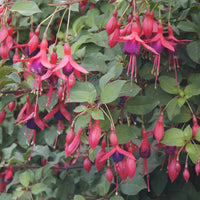 Fuchsia Mrs Popple - Fuchsia Mrs Popple - Bakker