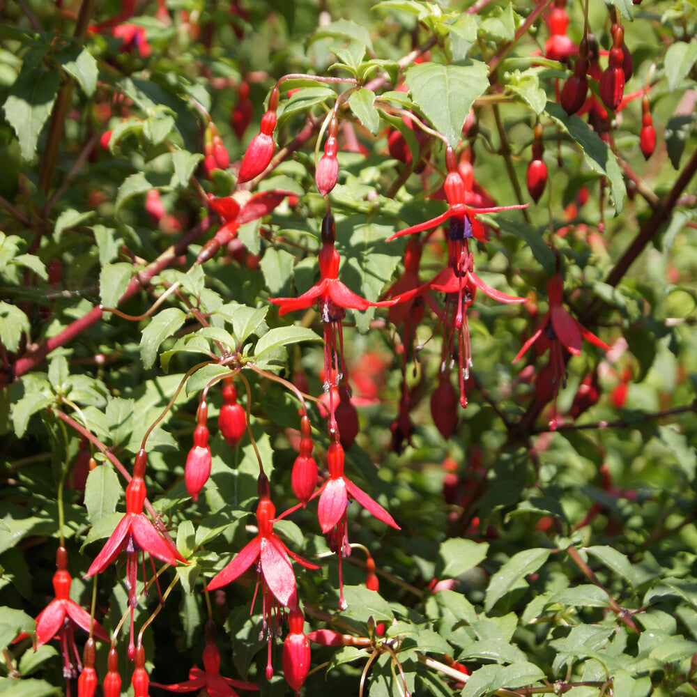 3 Fuchsias Riccartonii - Fuchsia magellanica Riccartonii - Bakker
