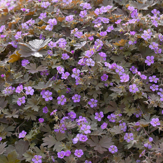 Géranium vivace Bob's Blunder - Bakker