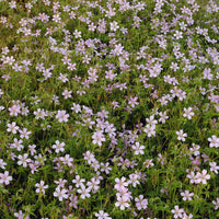 Géranium vivace d'Endress - Geranium endressii - Bakker