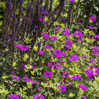 Geranium Anne Thomson - Géranium vivace Anne Thomson - Géraniums