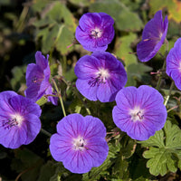 Géranium vivace de l'Himalaya Gravetye - Geranium himalayense Gravetye - Bakker