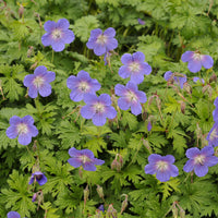 Géranium vivace de l'Himalaya Gravetye - Bakker