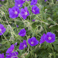 Geranium orion - Géranium vivace Orion - Géraniums