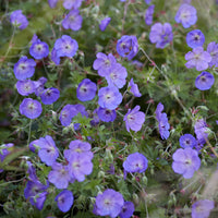 Géranium vivace Orion - Bakker