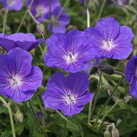 Géranium vivace Orion - Geranium orion - Bakker