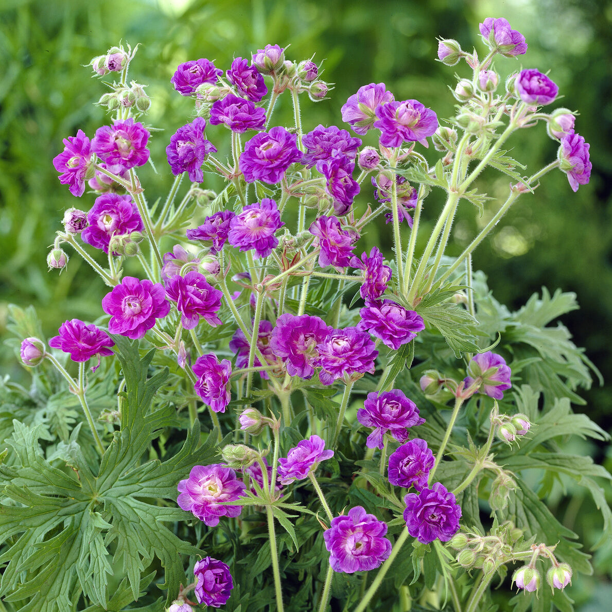 Géranium vivace de l'Himalaya - Bakker