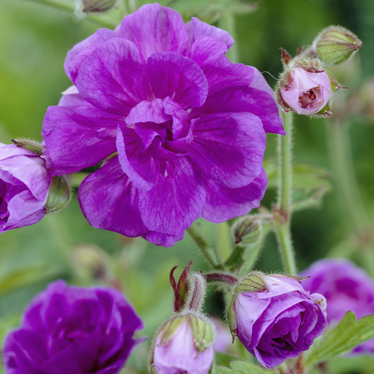 Geranium himalayense Plenum - Géranium vivace de l'Himalaya - Géraniums