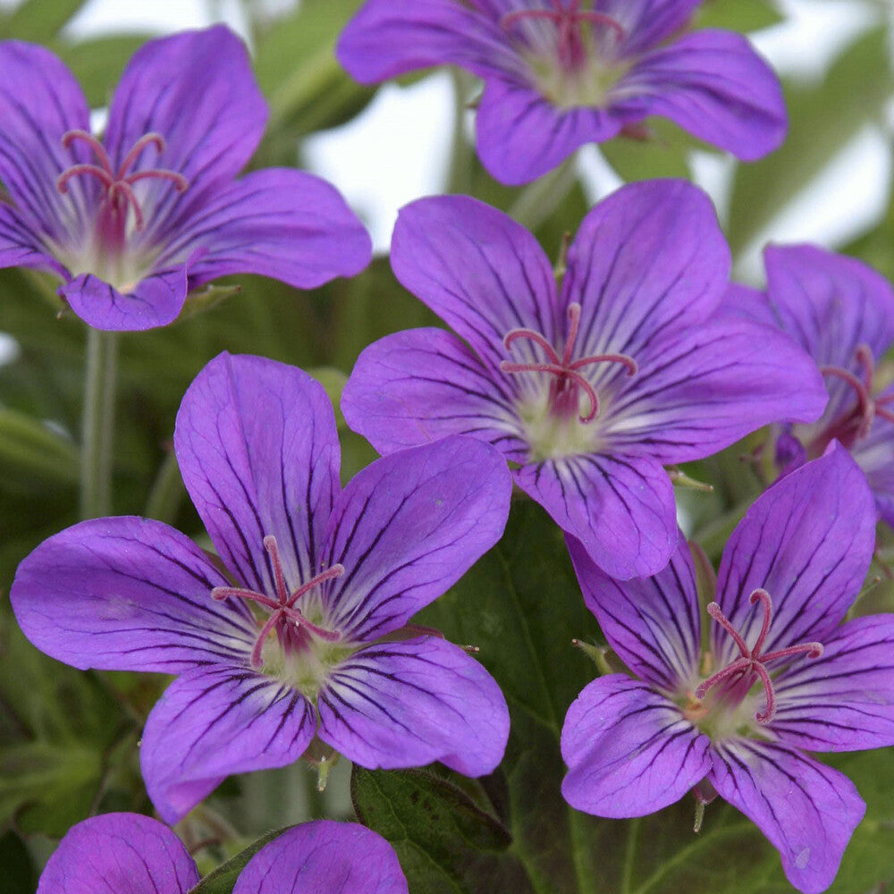 Géranium vivace Tiny Monster - Geranium Tiny Monster - Bakker