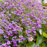 Geranium macrorrhizum Czakor - Géranium des Balkans Czakor - Géraniums