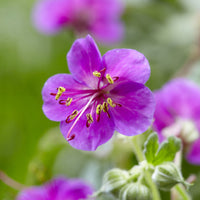 Géraniums - Géranium des Balkans Czakor - Geranium macrorrhizum Czakor