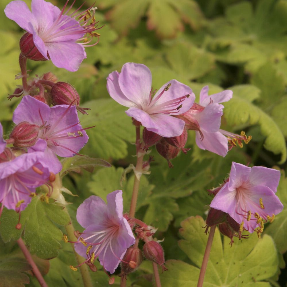 Géranium vivace Ingwersens Variety - Geranium macrorrhizum Ingwersen's Variety - Bakker
