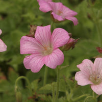 Géranium vivace Rose Clair - Geranium oxonianum Rose Clair - Bakker