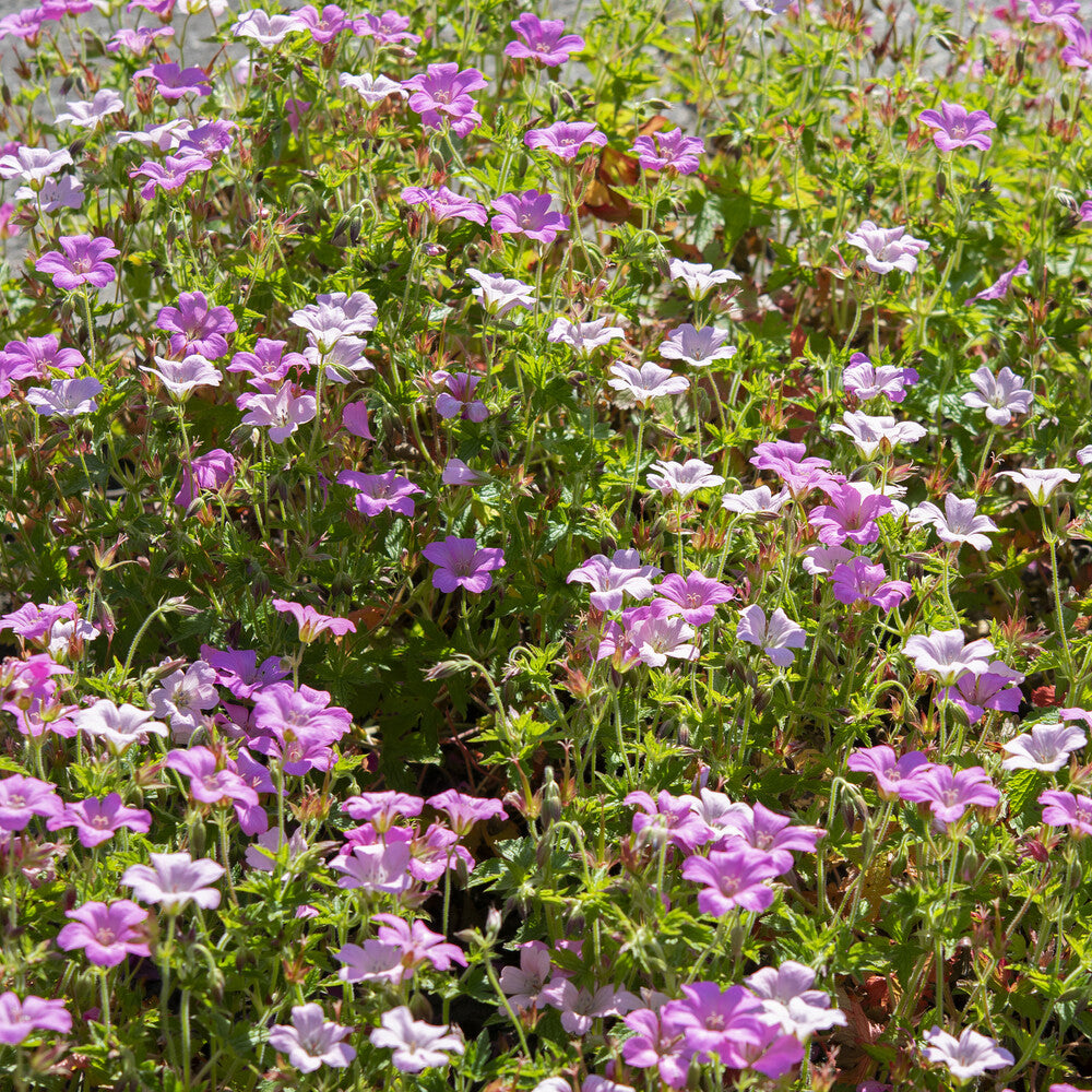 Géraniums - Géranium vivace Rose Clair - Geranium oxonianum Rose Clair