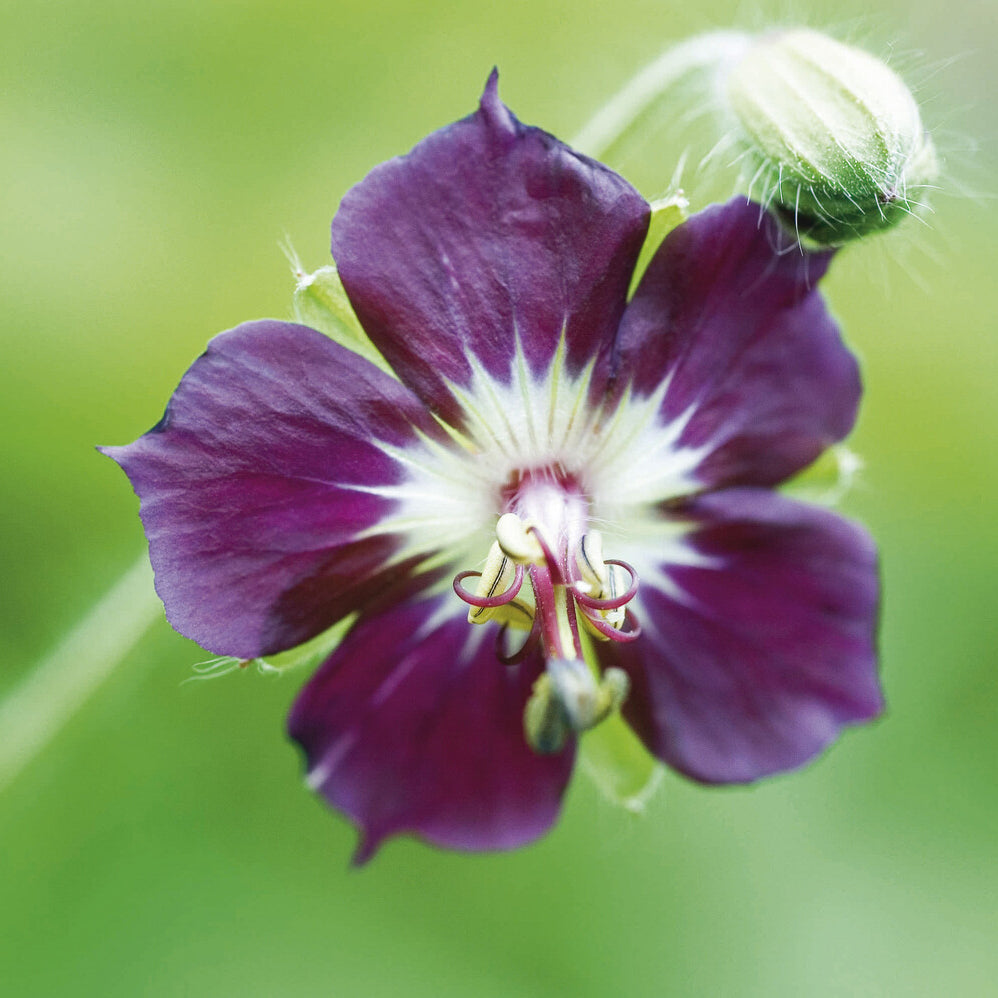 Geranium phaeum - Géranium vivace livide - Géraniums