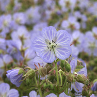 Géraniums - Géranium vivace Mrs. Kendall Clark - Geranium pratense Mrs Kendall Clark