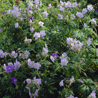 Geranium pratense Mrs Kendall Clark - Géranium vivace Mrs. Kendall Clark - Géraniums