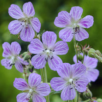 Géranium vivace Mrs. Kendall Clark - Geranium pratense Mrs Kendall Clark - Bakker
