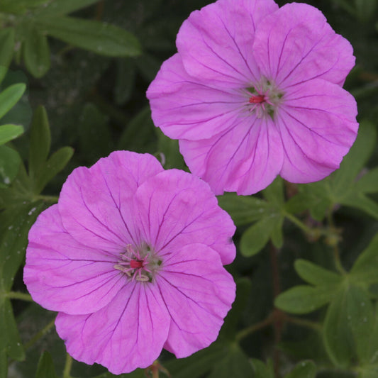 Géranium vivace sanguin Ankums Pride