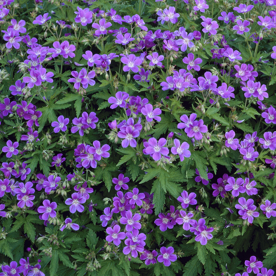Géranium vivace des bois Mayflower - Bakker