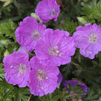 Geranium sanguineum Max Frei - Géranium vivace sanguin Max Frei - Géraniums