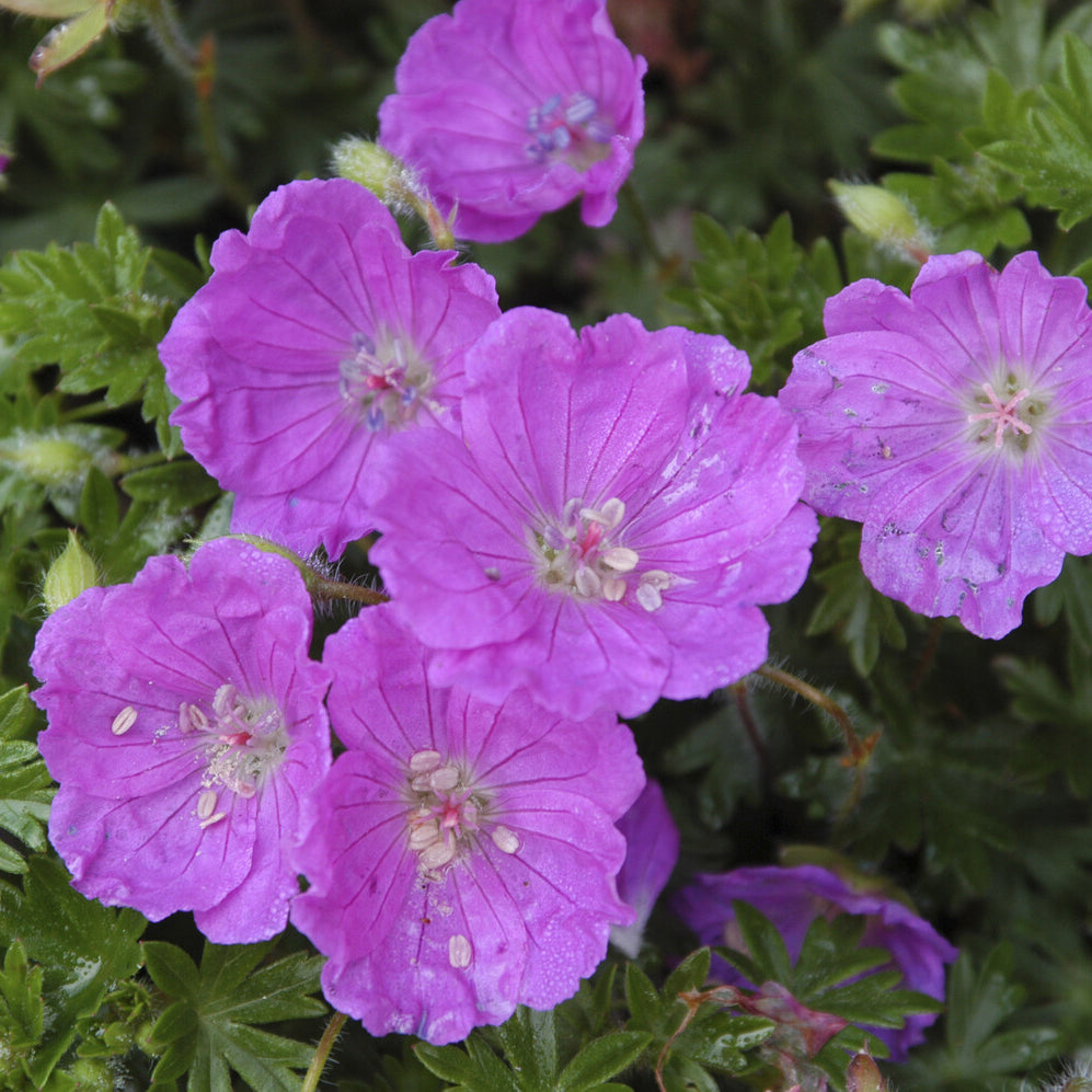 Geranium sanguineum Max Frei - Géranium vivace sanguin Max Frei - Géraniums
