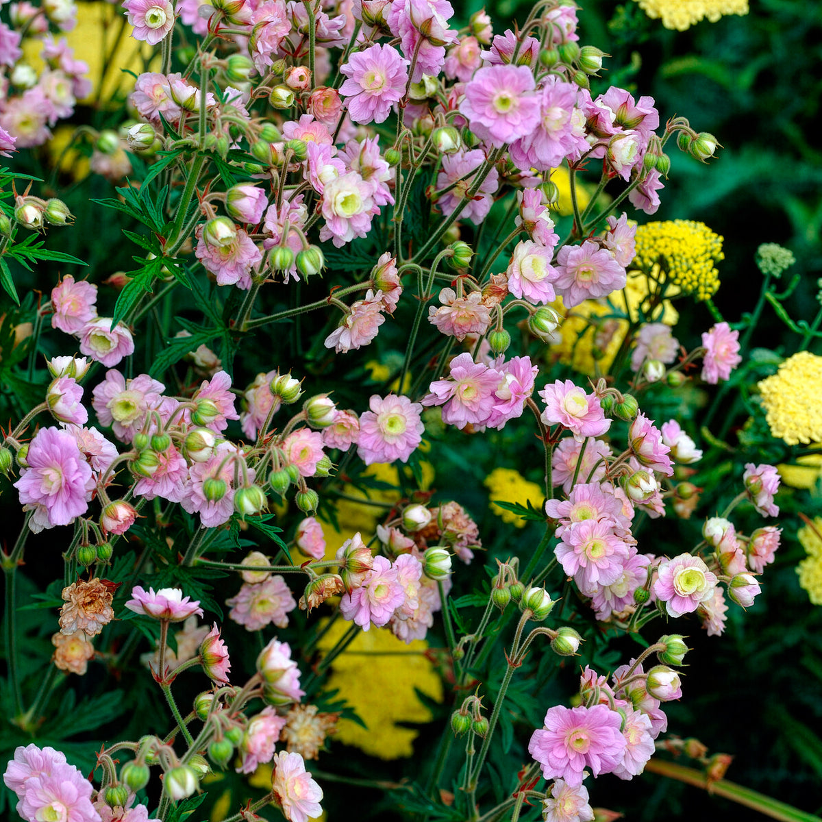 Géranium vivace Summer Skies - Geranium pratense Summer Skies - Bakker