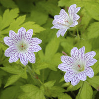 Géranium vivace versicolor - Bakker