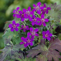 Geranium wlassovianum - Géranium vivace de Sibérie - 
