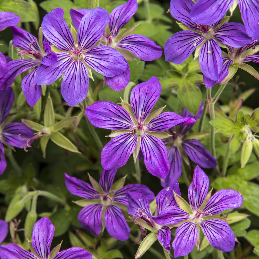 Géranium vivace de Sibérie - Bakker