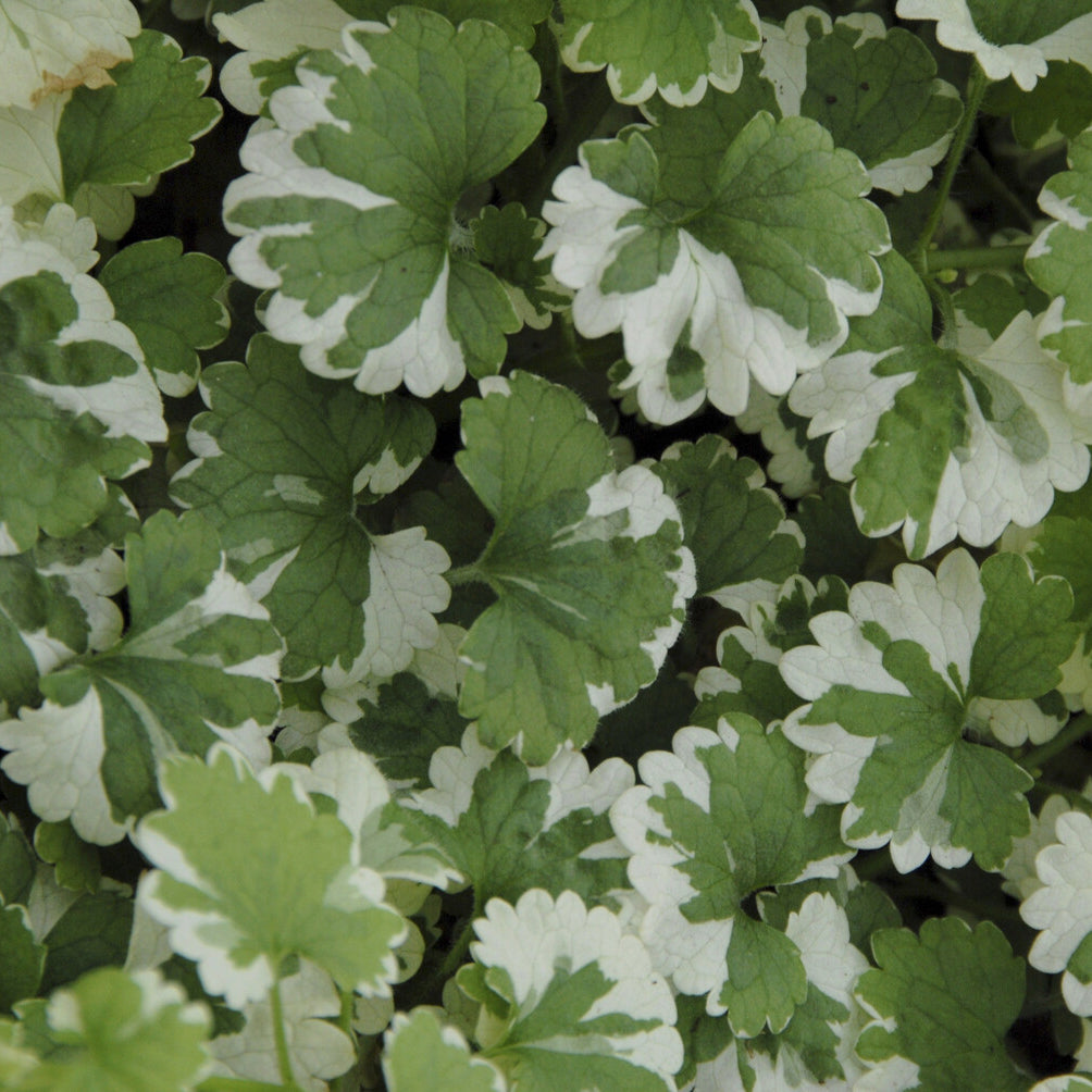 Glechoma hederacea Variegata - Lierre terrestre panaché - Plantes vivaces