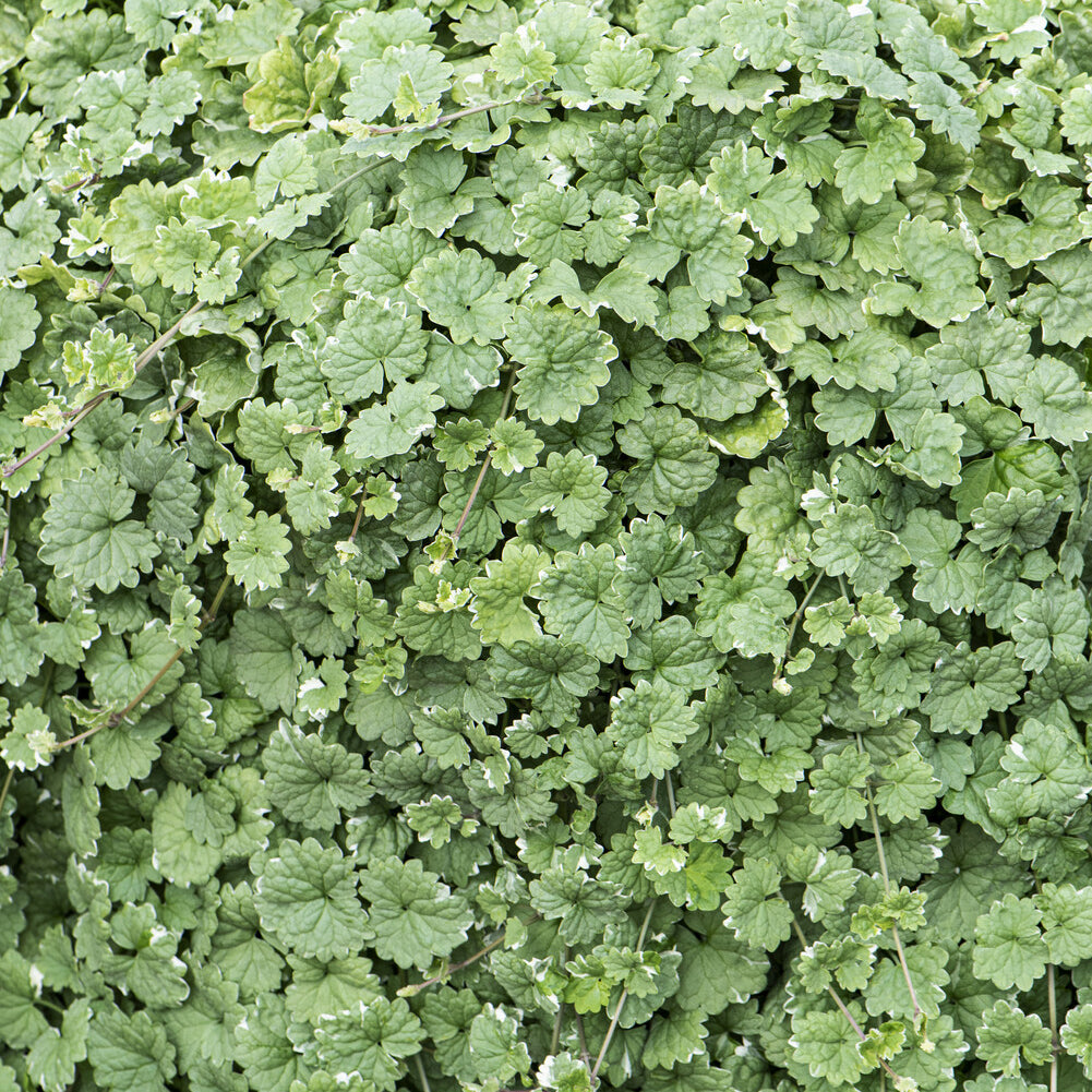 Plantes vivaces - Lierre terrestre panaché - Glechoma hederacea Variegata