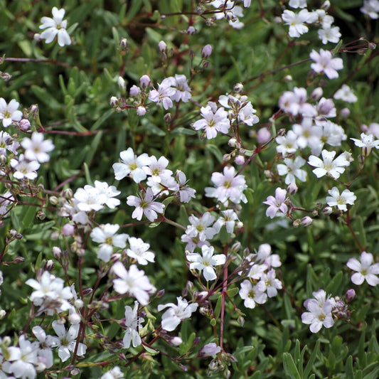 Gypsophile rampant Alba - Bakker